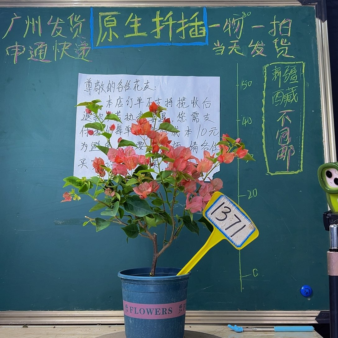 当前无花栽培后可以开花  开播  不甜西瓜  1371