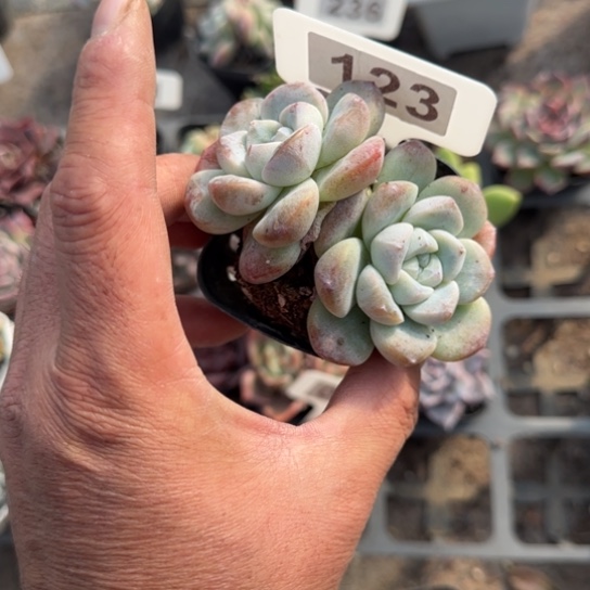 123冰玉多肉植物多