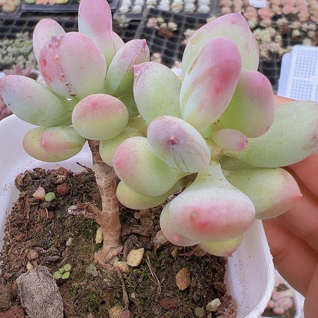 苹果奶19包邮多肉植物