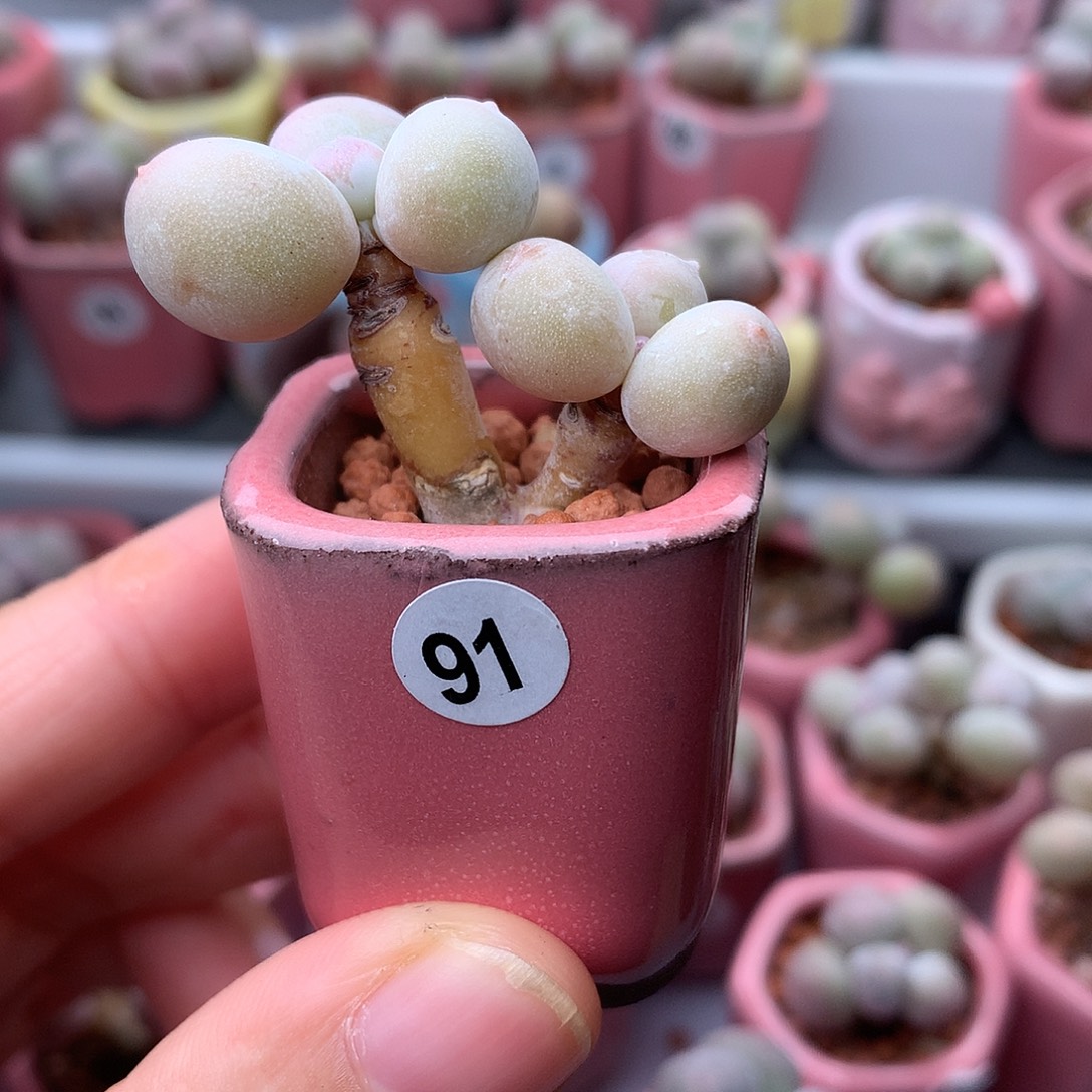 黄金奶酪带盆发货