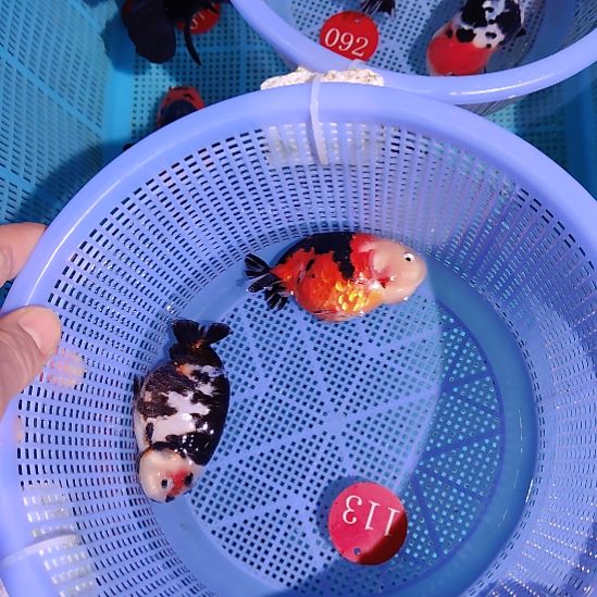 金鱼113兰寿两只特价顺丰包邮