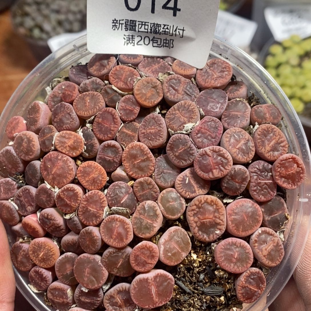 多肉蛋炒饭感谢您相伴014