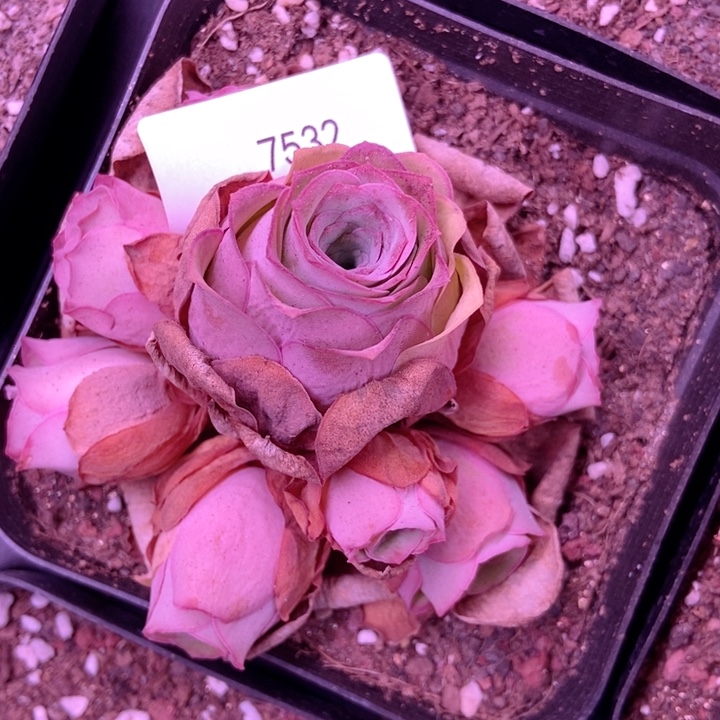 春***开7532山地玫瑰花群