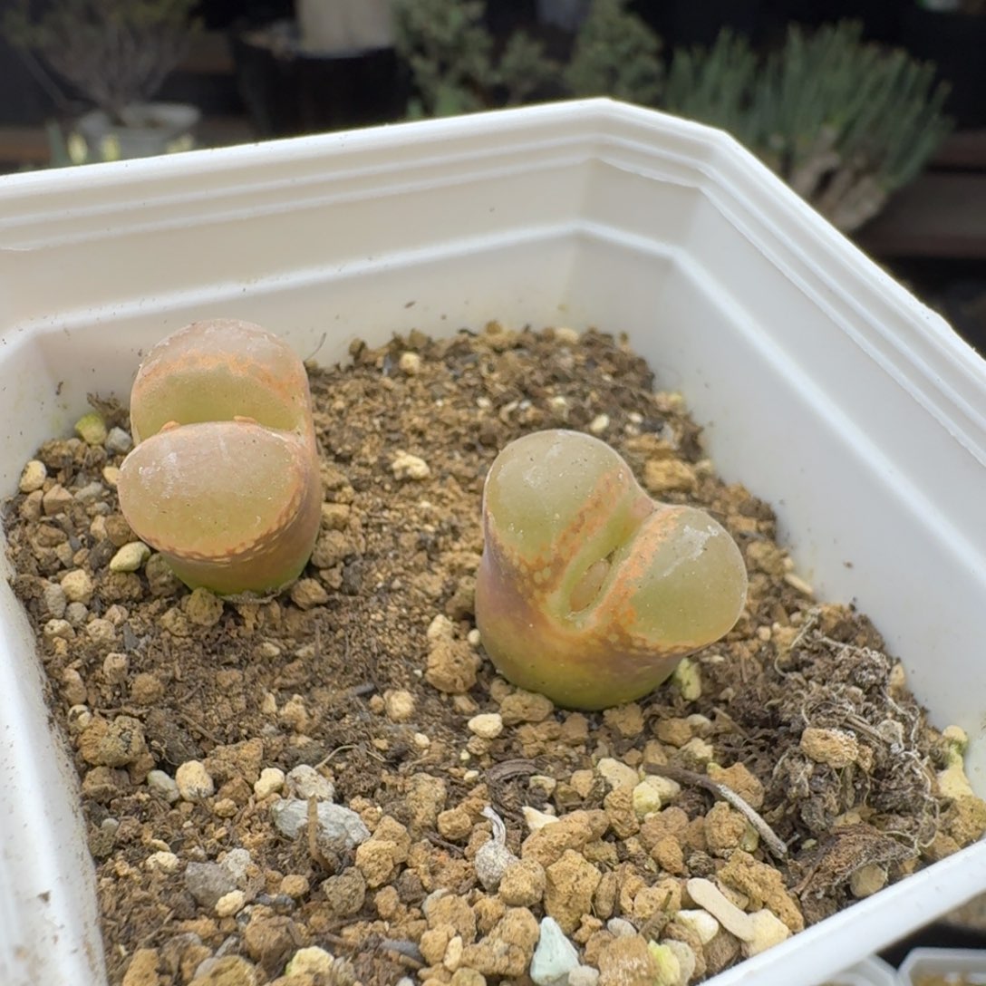 两个红风铃多肉。