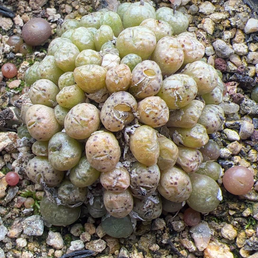 大家过年好22163