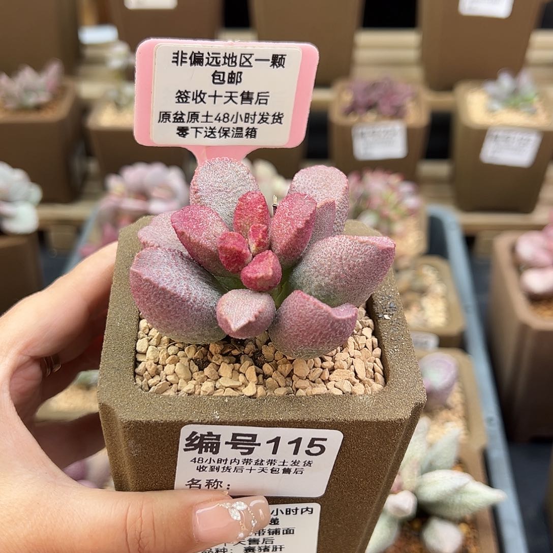 115赛猪肝多肉植物