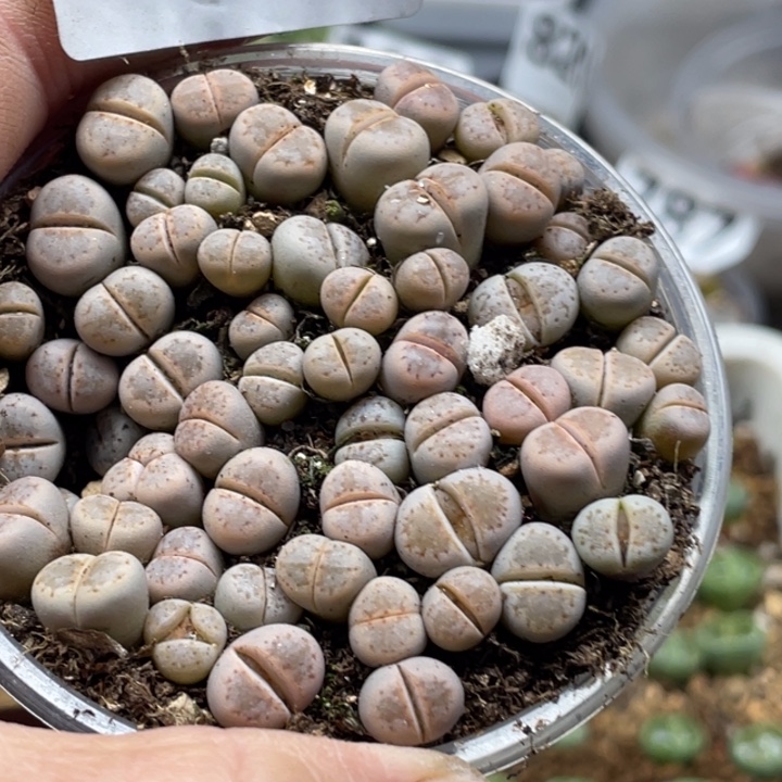 完全开放675热唇llllllll