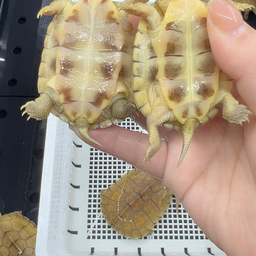 萤****宠物龟不分公母小青