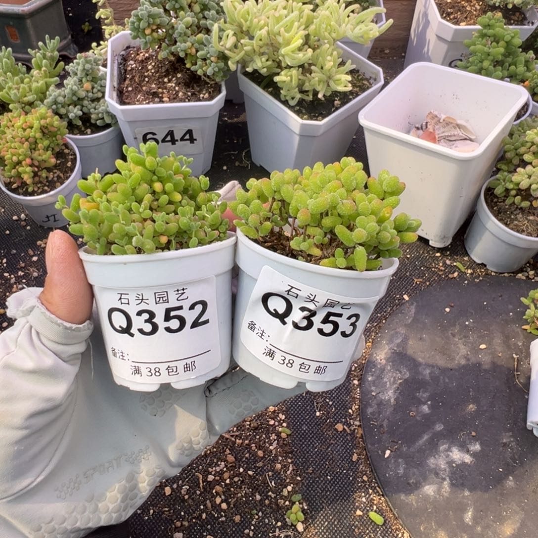 多肉植物枝干金桔蜜橘2颗
