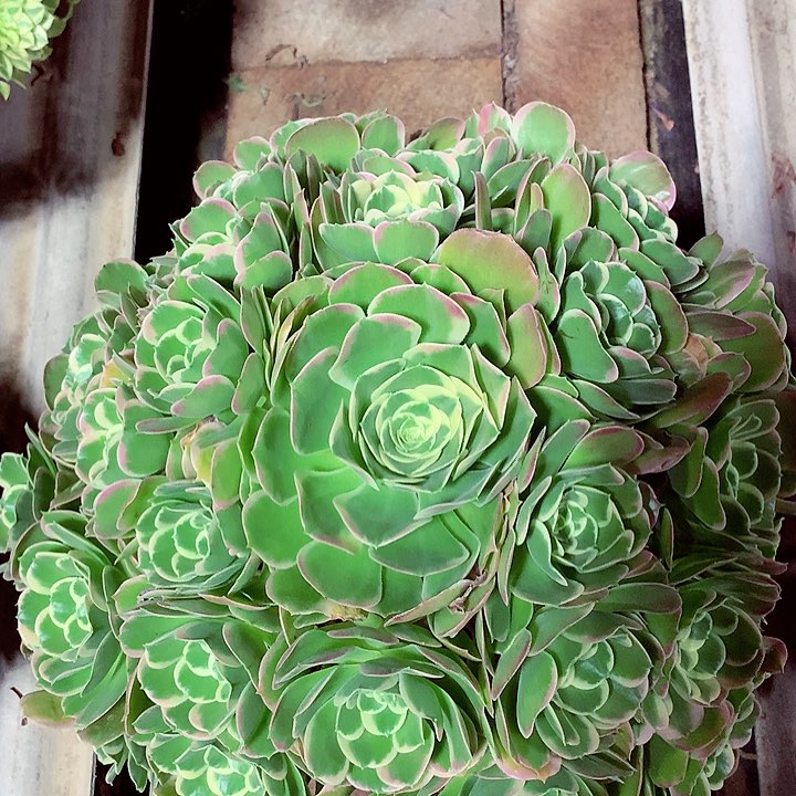 大白凤，多肉植物