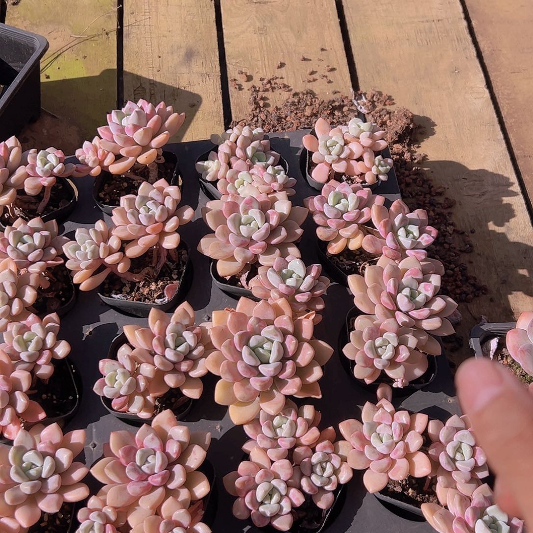 福利花瓣鹿2头多肉植物