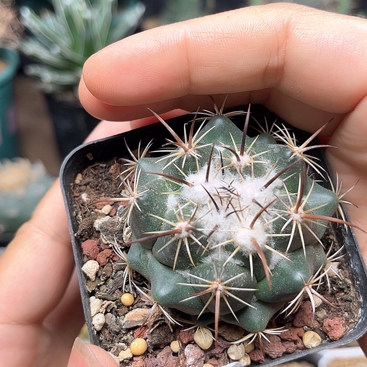 无花朵雪顶顶花球实生