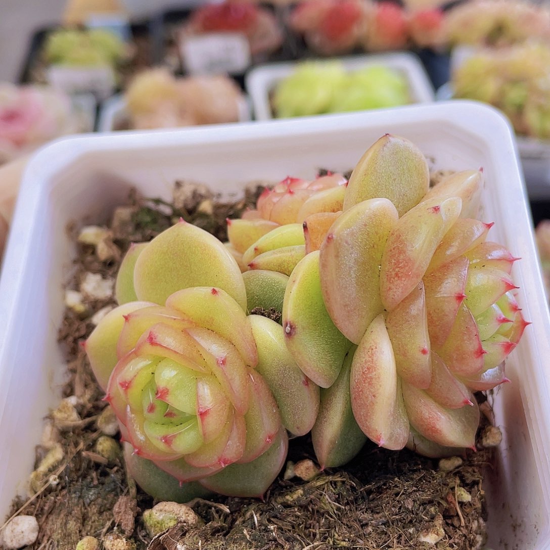 000000000000010量拍