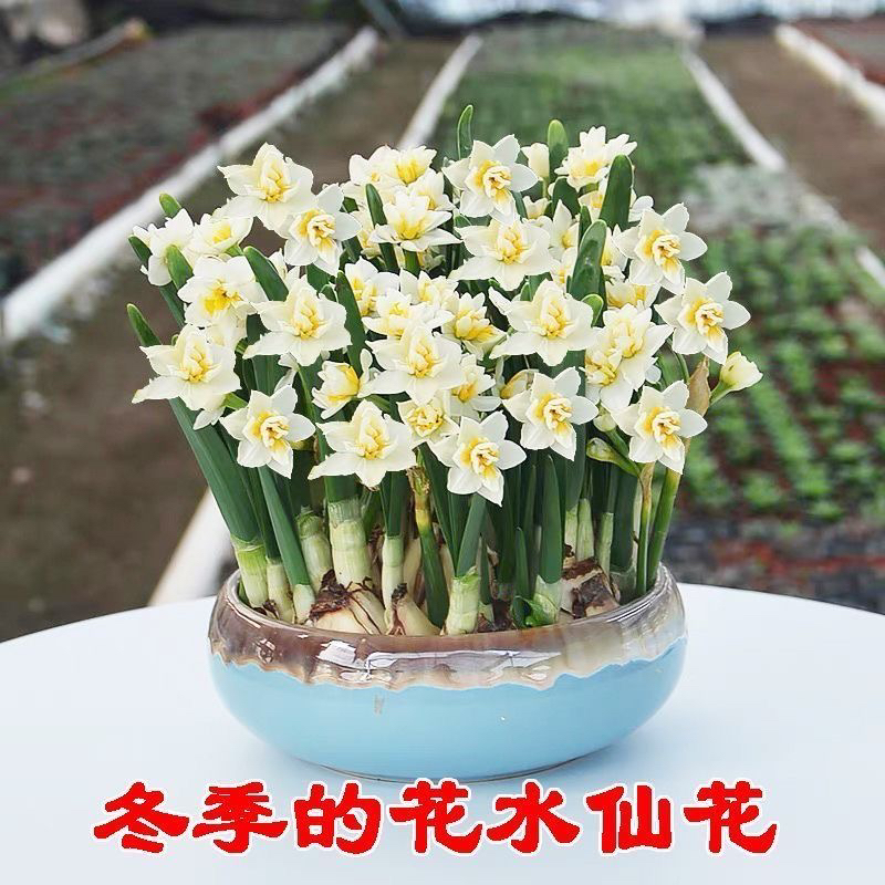 【复瓣水仙 -新品】正宗漳州水仙花