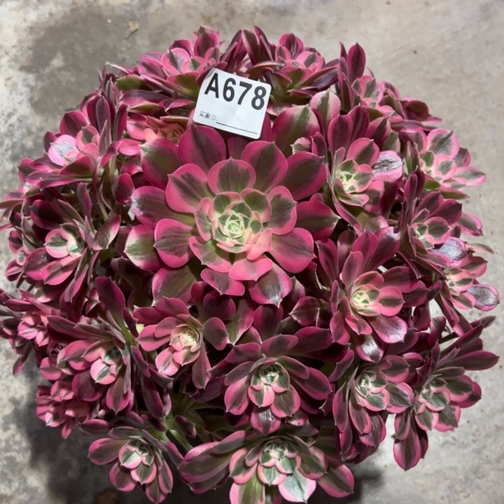 678男神35厘米左右多肉