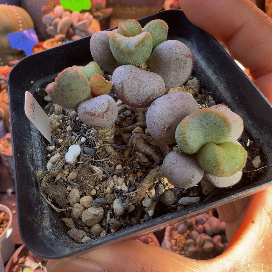 一组自拍，感谢支持1