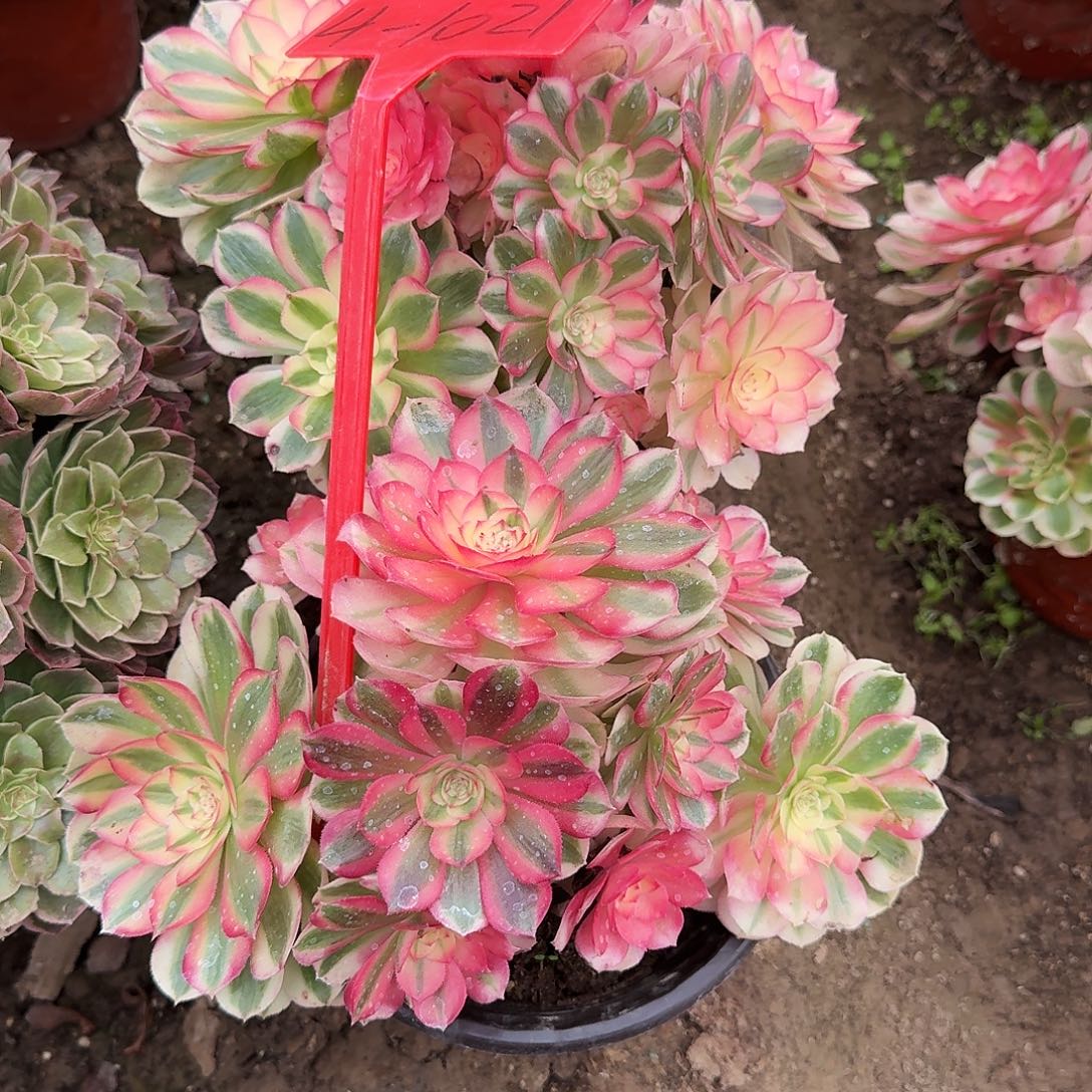 玲***花4-1021倾城不包售后的