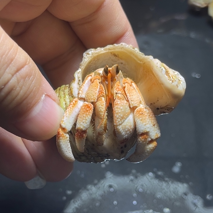 闪2号毛球2.0口径