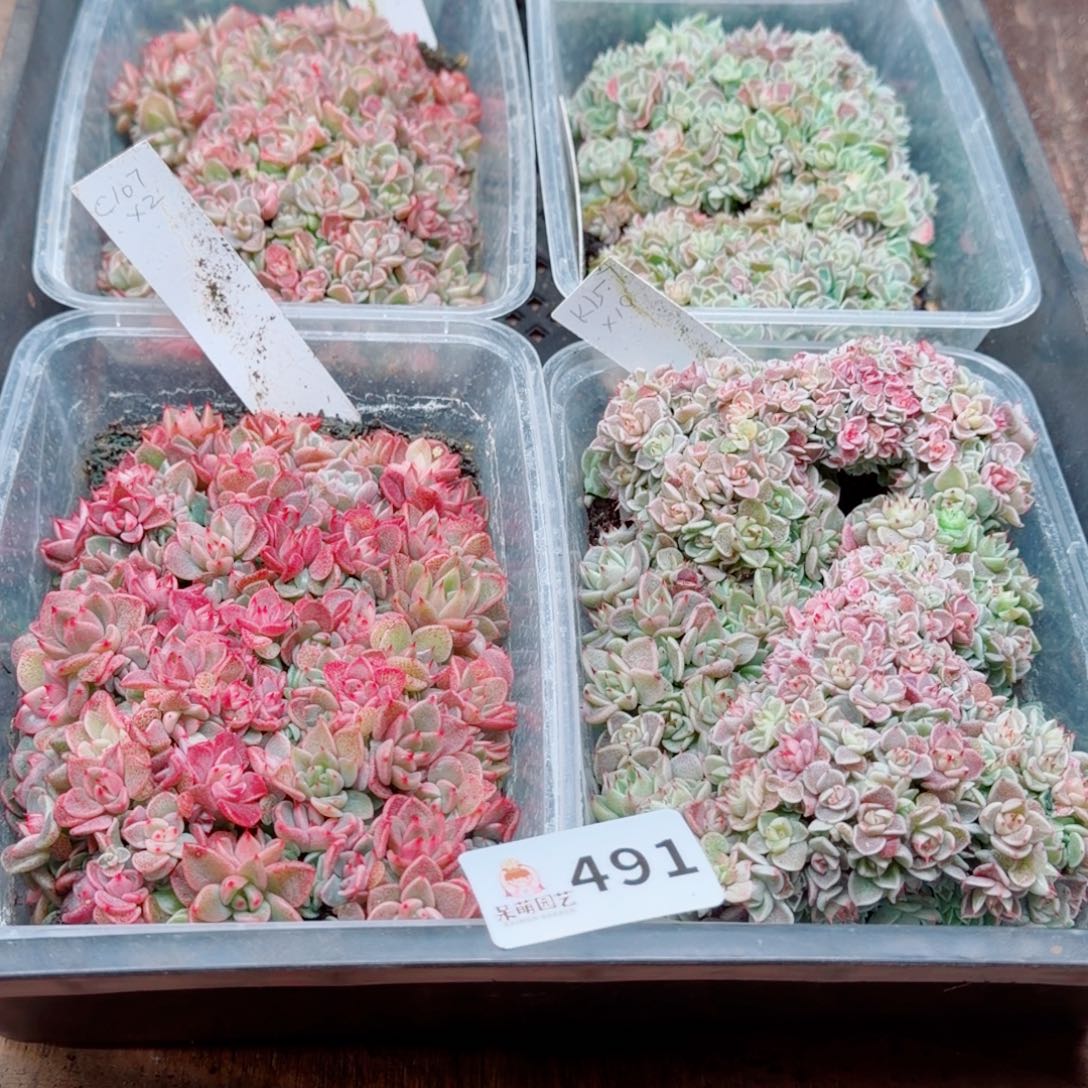 度***多肉植物多肉植物