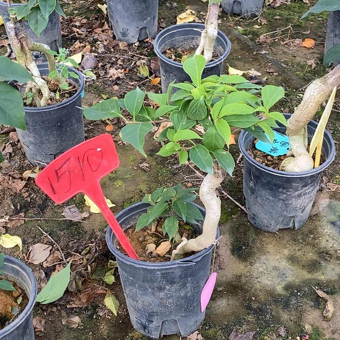 大部分开放少量花苞雷克多1510