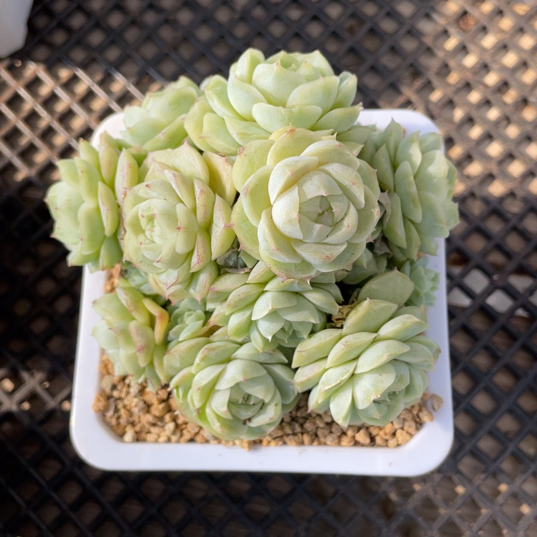 优选白底蕾丝边女王1908