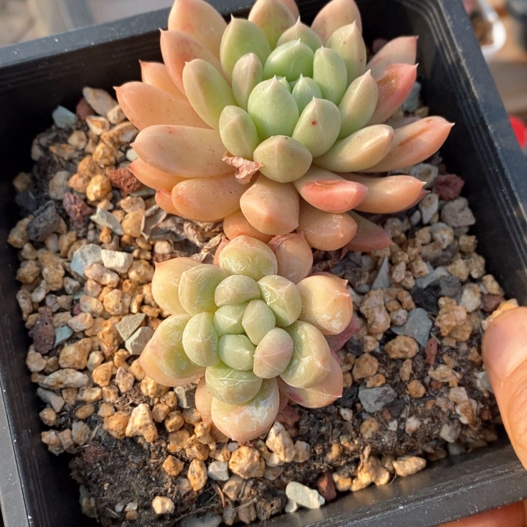 精品多肉一物柏不包整75