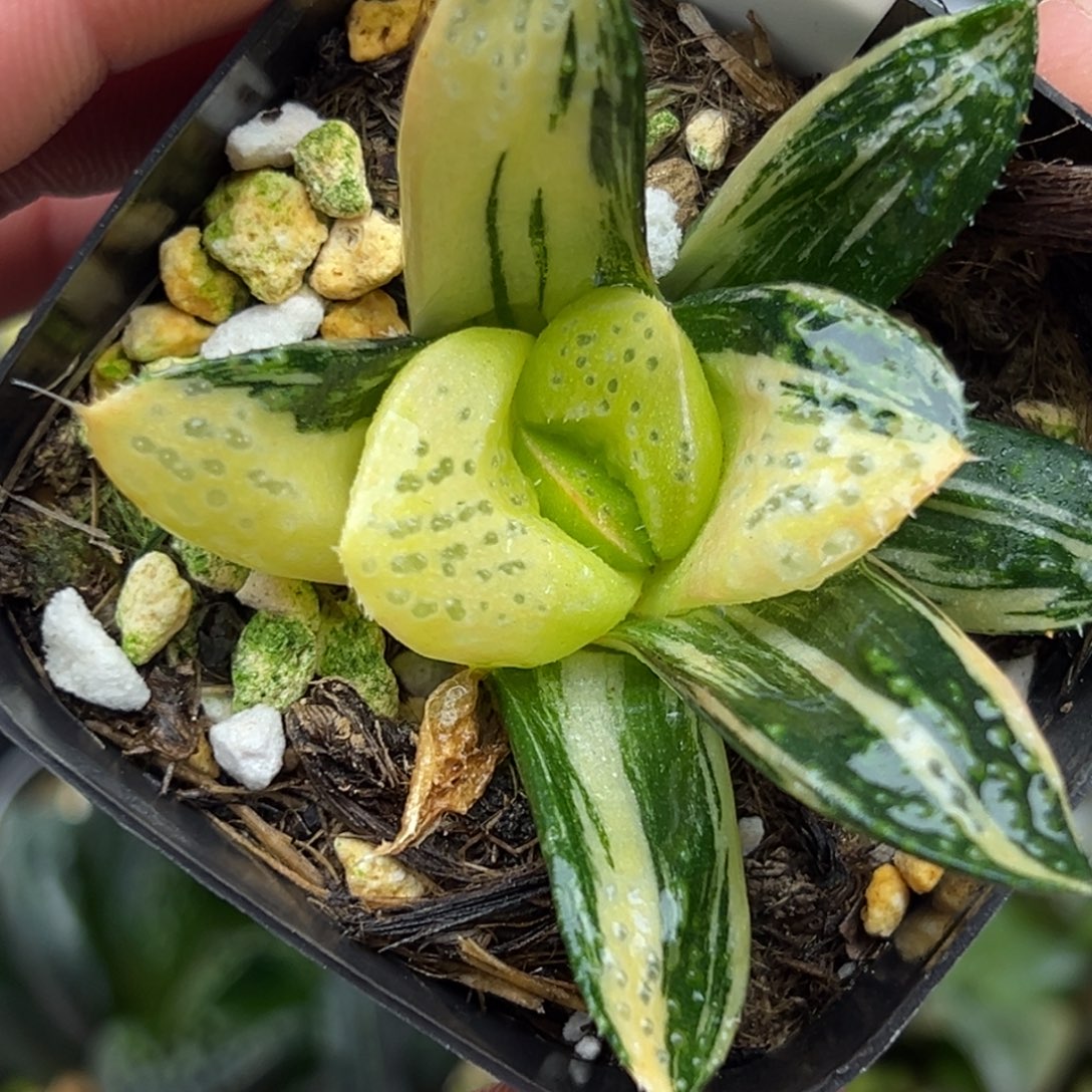 16紫禁城寿锦一物一拍