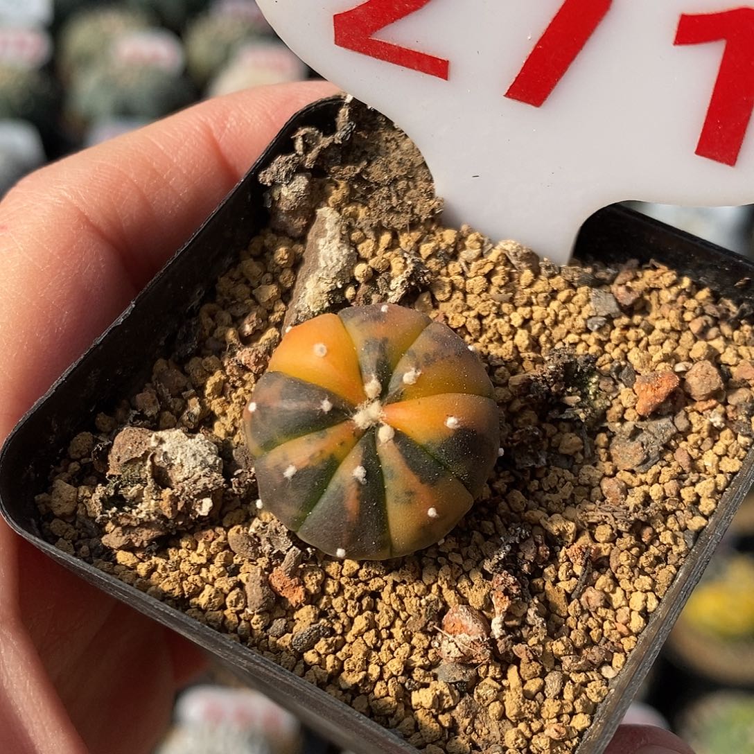 271兜锦系列福利来啦