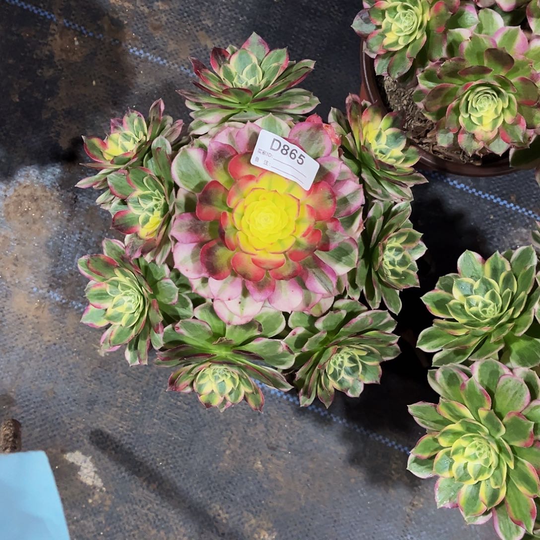 完全开放多肉植物865海鲜法师