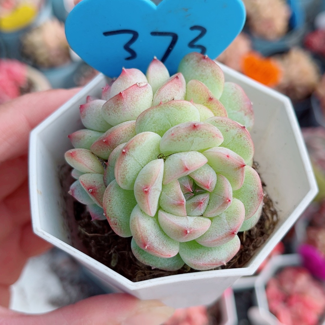 373号小老桩珍妮群