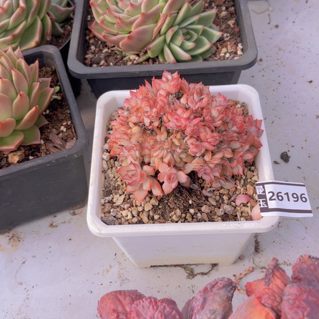 灵隐缀多肉植物26196