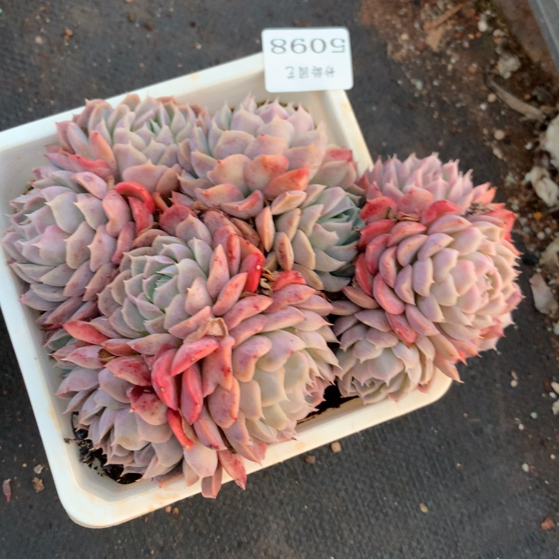 5098新年快乐发发发