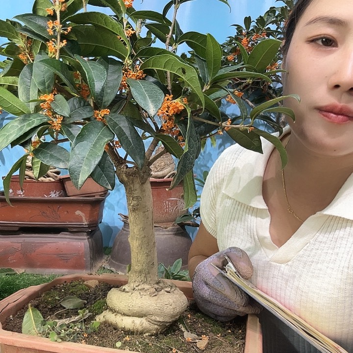 春***土无花朵四季丹2111111