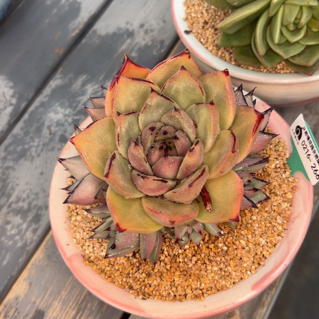 多肉一物一拍0216-266