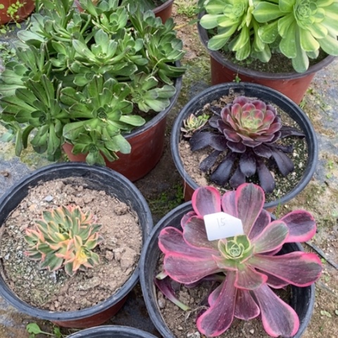 组合多肉植物植物15
