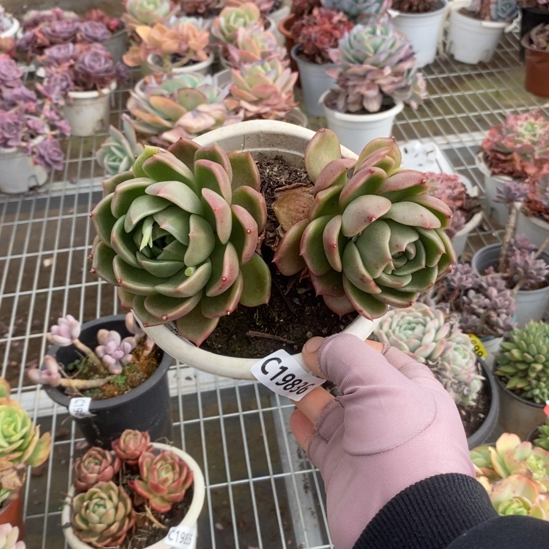 19836白玫瑰一物一拍