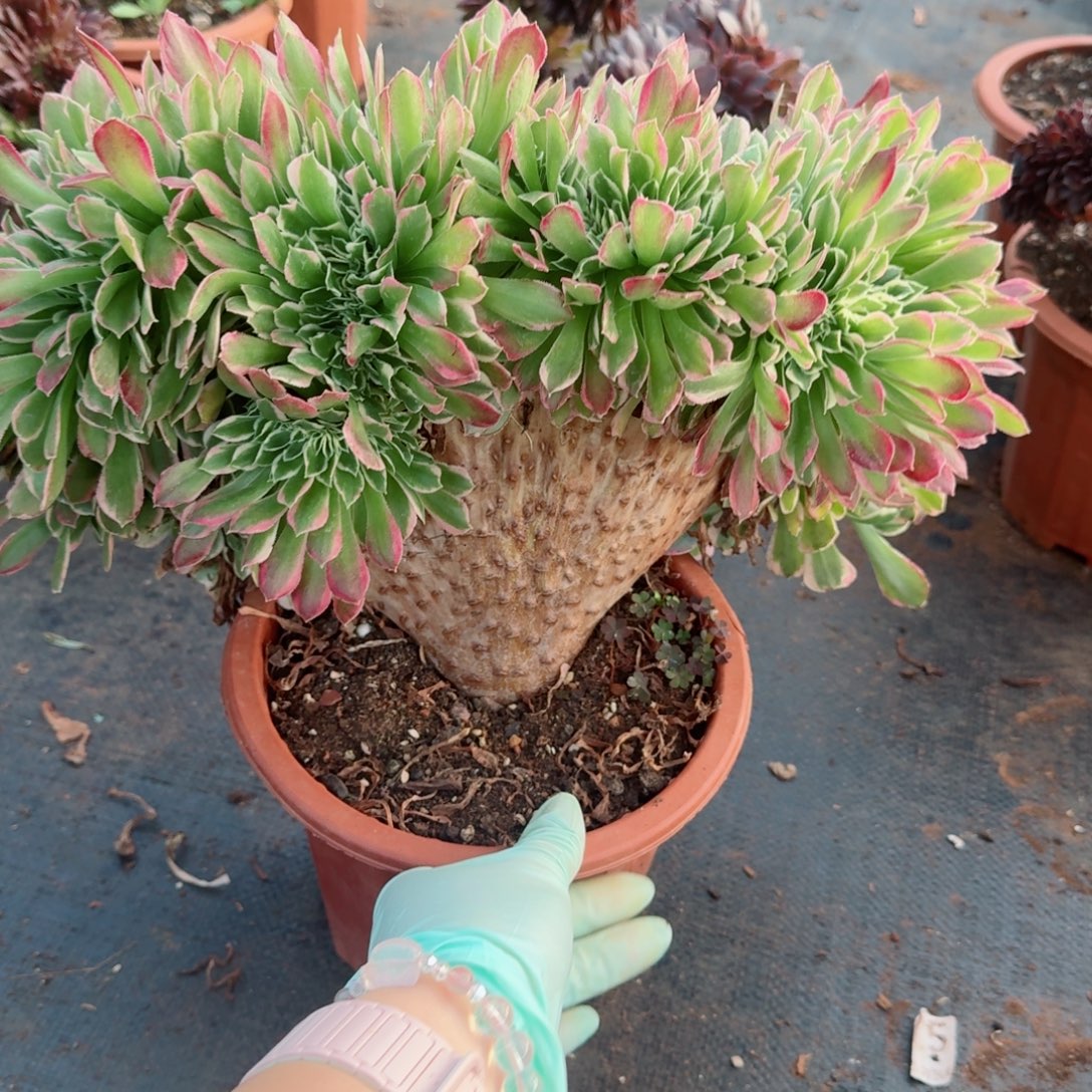 267白凤缀化多肉植物满28包邮