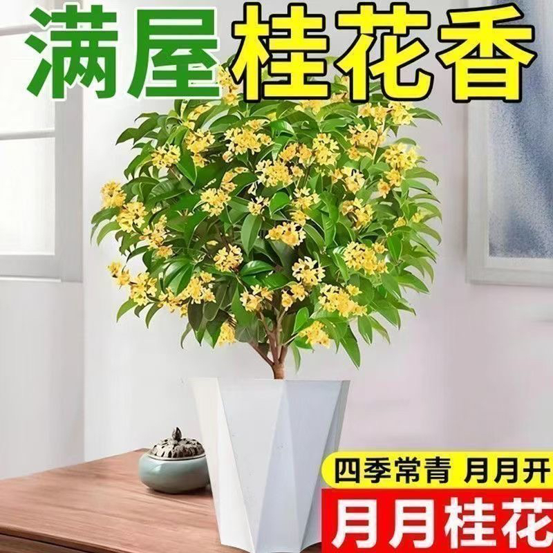 四季桂花树带花苞好养浓香型盆栽阳台庭院金桂花卉老桩室内易活