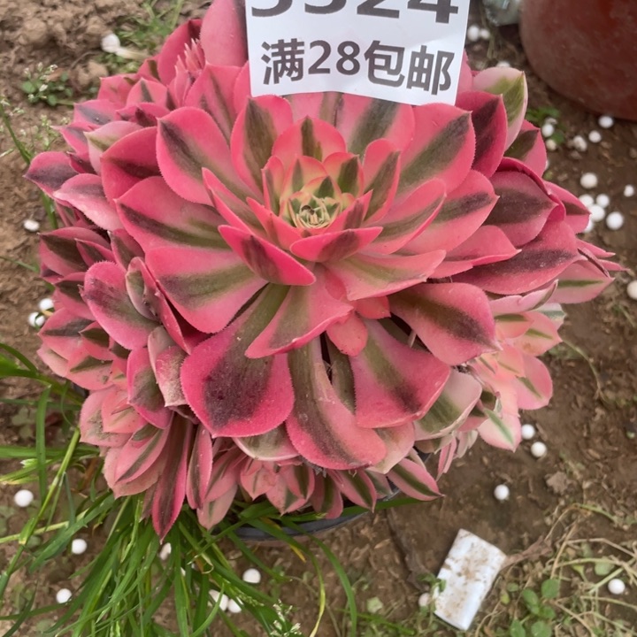 3324一号棚女巫多肉A