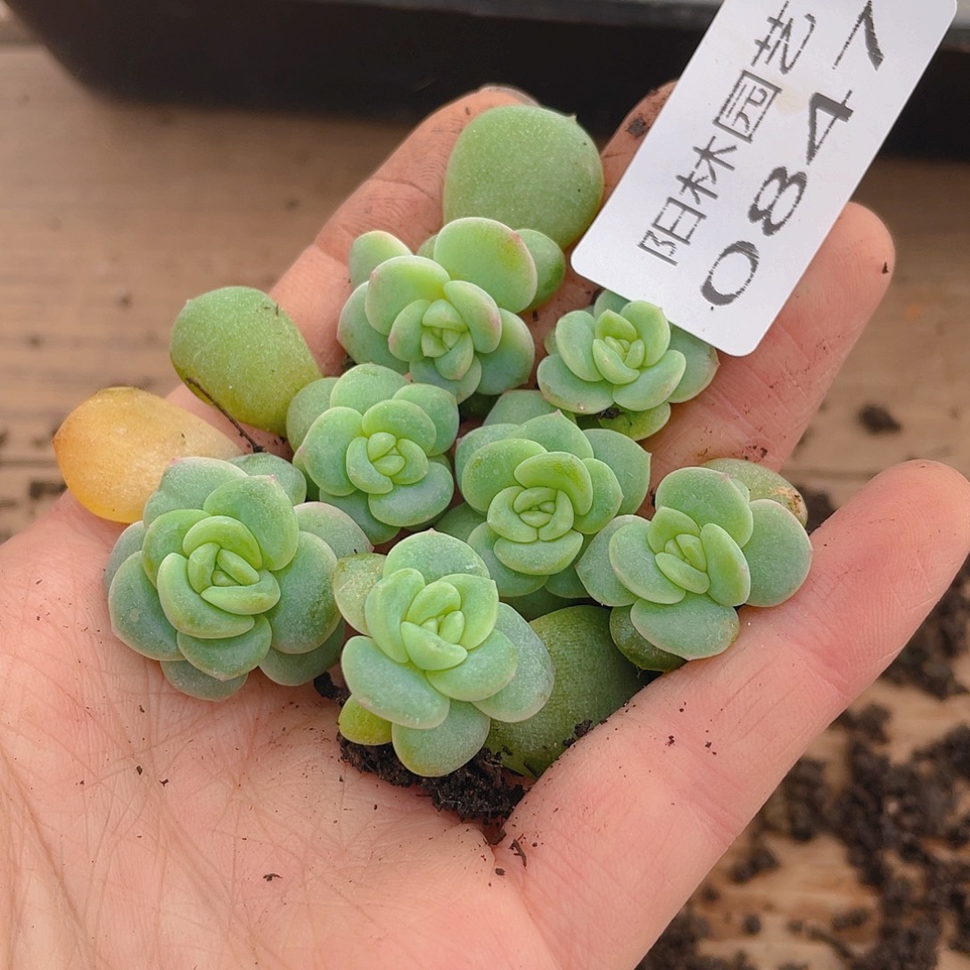 多肉植物多肉植物847