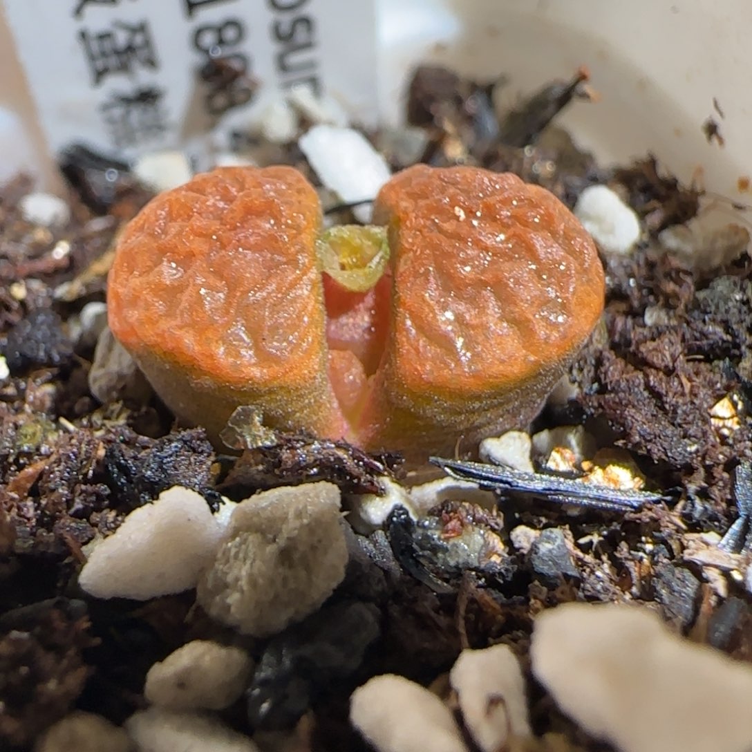 肉锥多肉植物组合-超级蛋糕1337