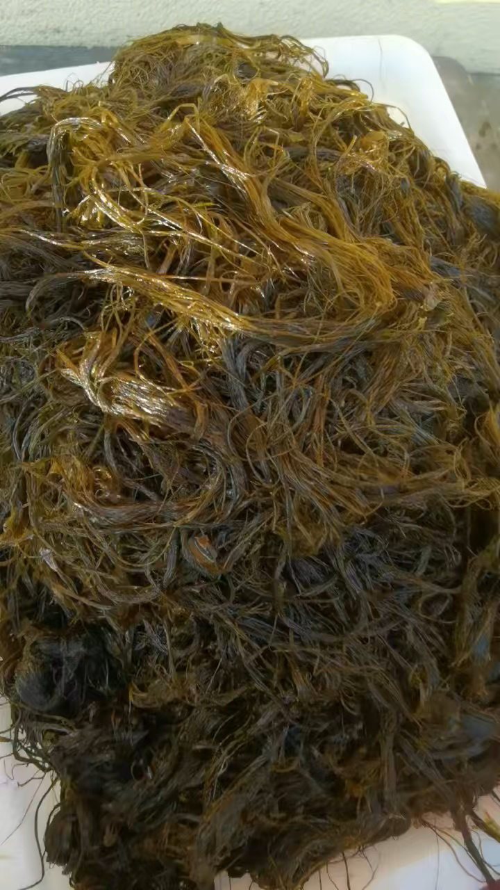大连本地岛里新鲜海麻线/无沙/无杂质