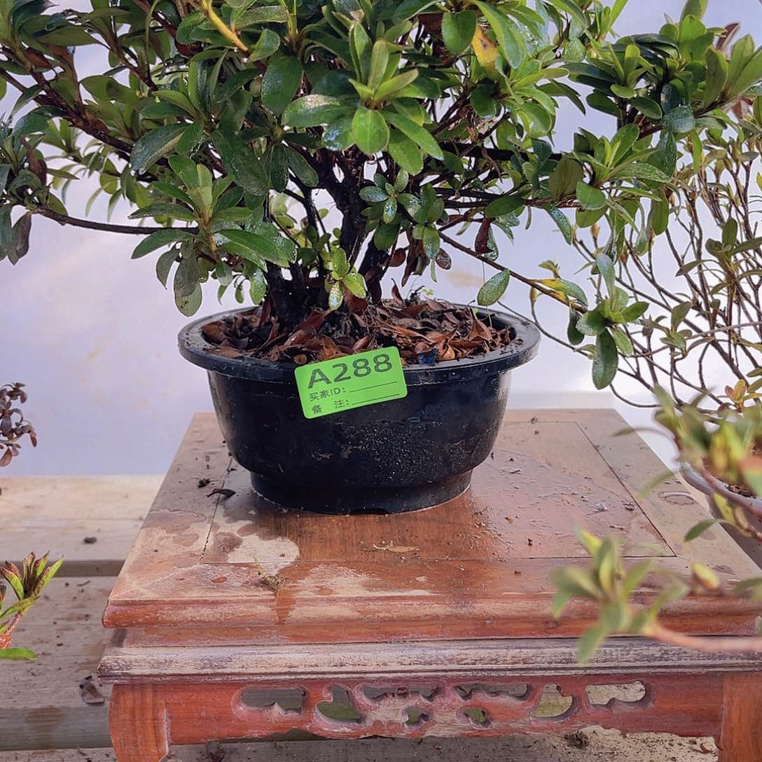 红陶直播时间一直一直