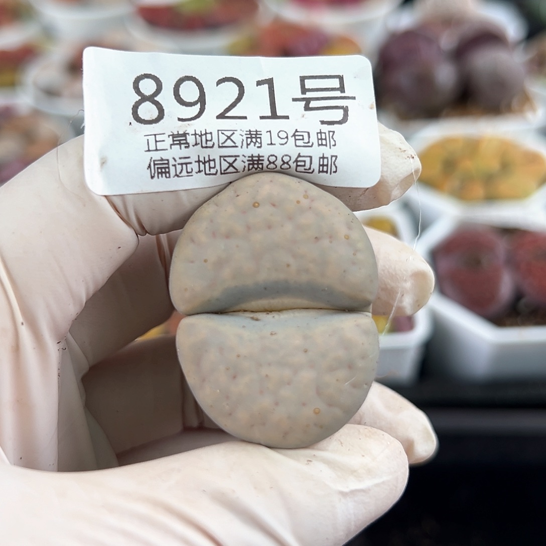 好养易活生石花大母本8921