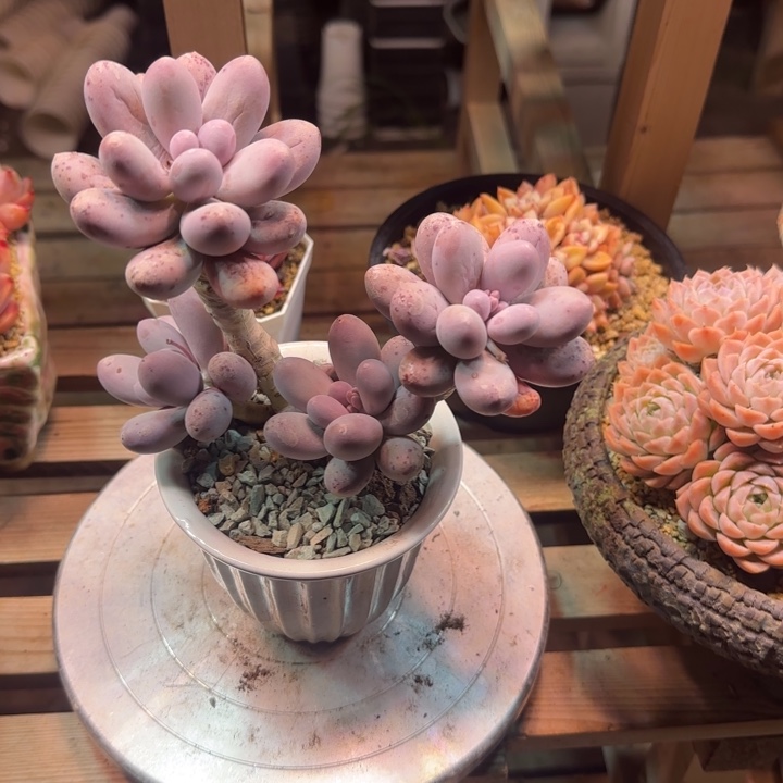 大叶汤圆多肉植物