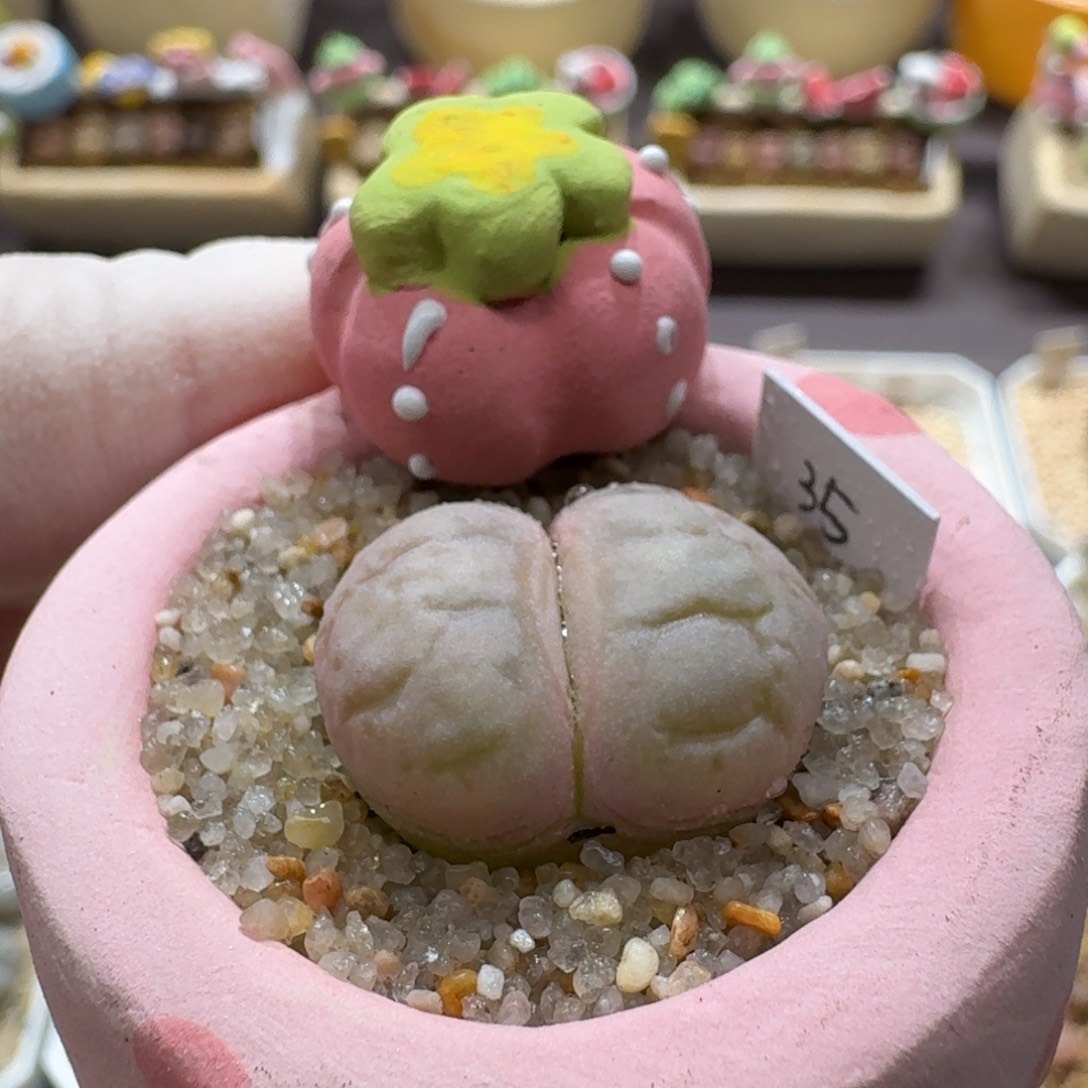 0922-003连盆带花粉色女娲石
