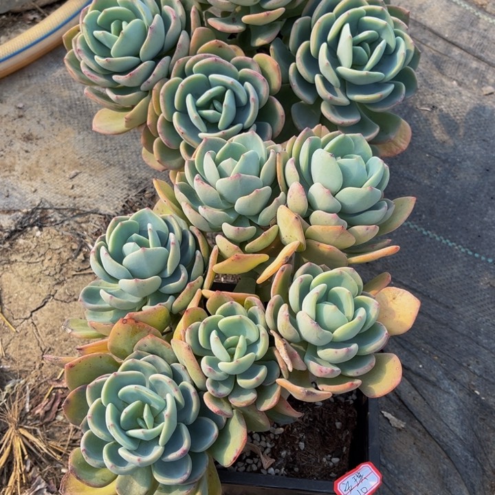 安**白月光两颗140盆