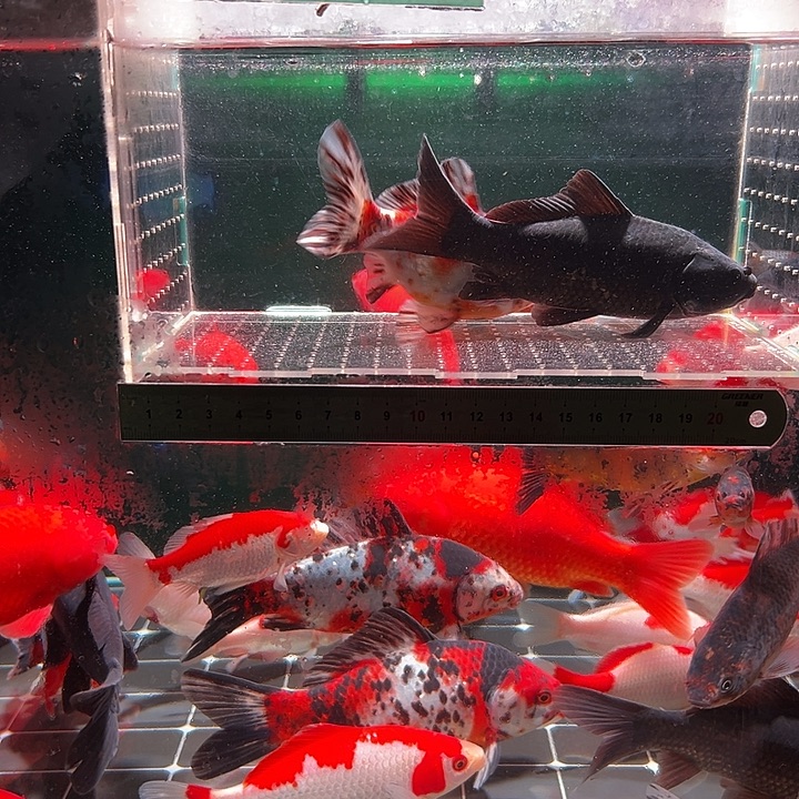 金鱼123456789。我