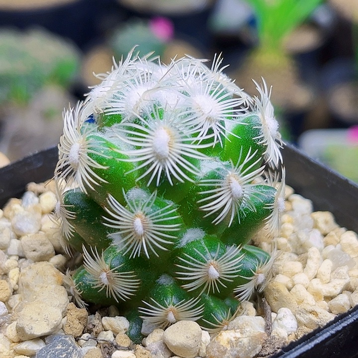 自根都锦一颗3.5公分