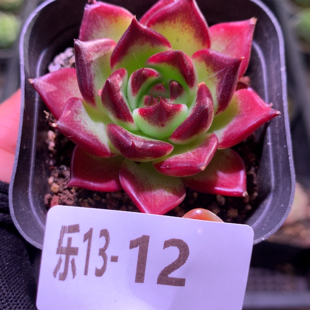 乐然13-12 车厘子 